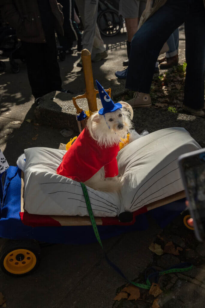 Fort Greene Annual Pupkin Costume Contest at Halloween in Brooklyn