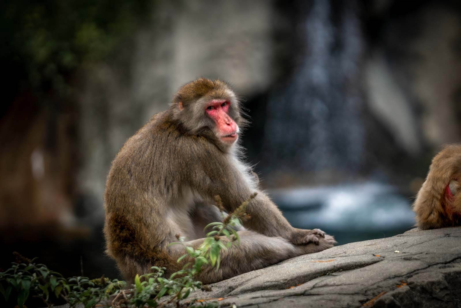 Monkeys in the Central Park Zoo in NYC