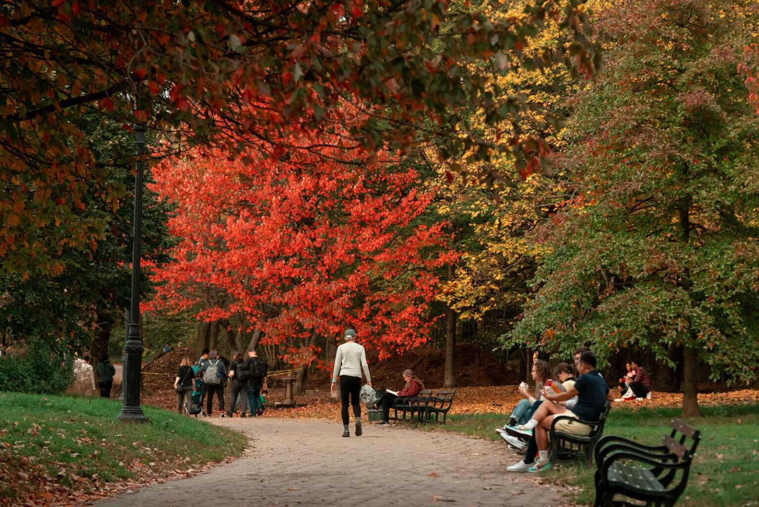 fall foliage in Prospect Park in Brooklyn