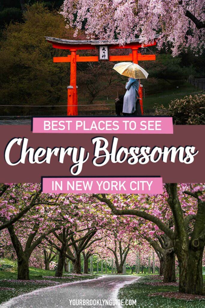 cherry-blossoms-in-new-york-city-in-spring