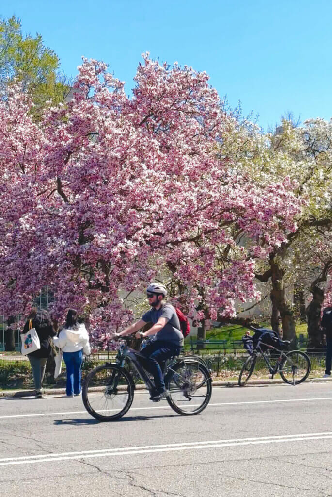 bicycle-riding-through-Central-Park-during-the-spring-blossoms-in-NYC