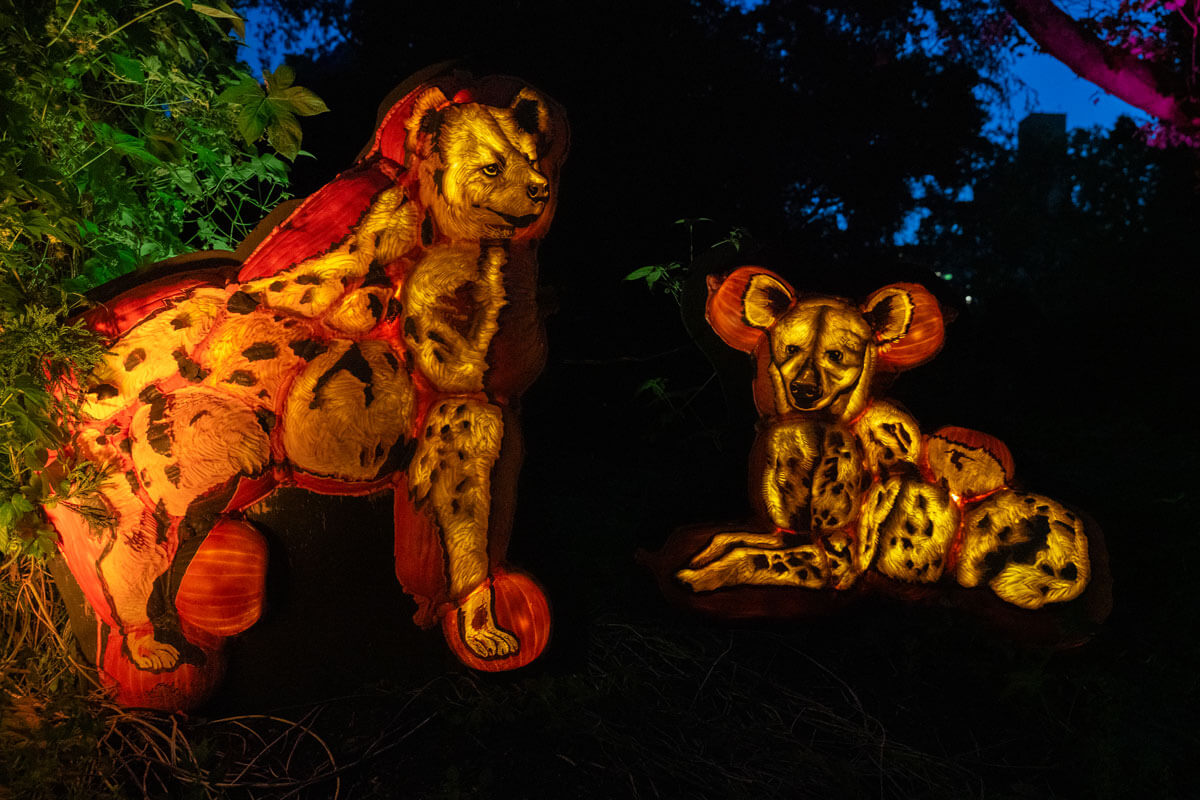 Bronx-Zoo-Pumpkin-Nights-during-Halloween-in-NYC