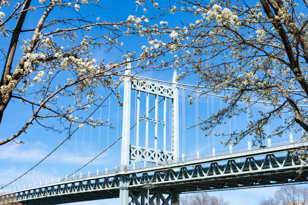 spring-blooms-on-randalls-island-in-nyc